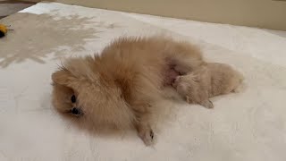 Cute Pomeranian puppy suckling by Mello The Teacup 8,961 views 1 year ago 3 minutes, 11 seconds