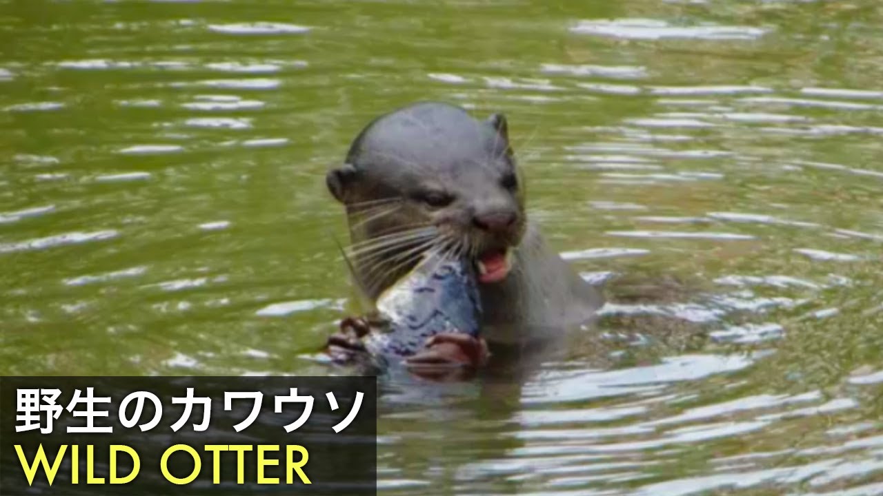 帰ってきた野生のカワウソ [ シンガポール ] | SINGAPORE WILD OTTER