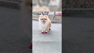 Pomeranian puppy #shorts #short #cute #video #viral #viralvideo #fun #dogs #cutepuppy