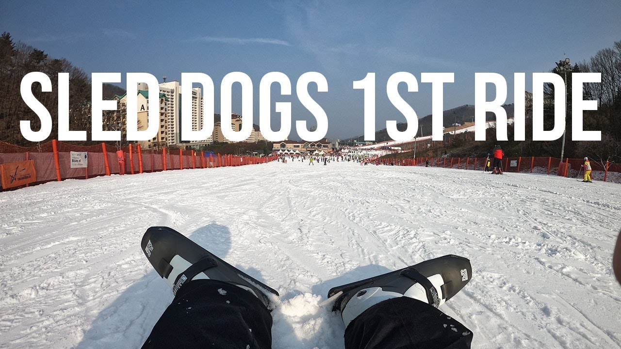 2019 first ride on Sled Dogs snow skates / 슬레드독 스노우 스케이팅 YouTube