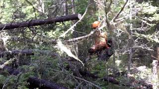 CSG Fir spacing danger tree falling