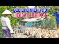 Cận Cảnh Bầy Vịt Chạy Đồng 7 Ngàn Con Di Chuyển Bằng Ghe Độc Đáo Ở Miền Tây I DUCK FARMING I HQV