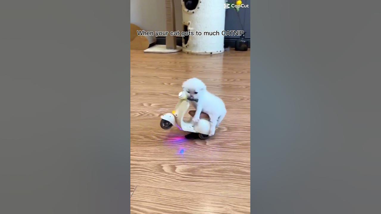 When Your Cat Eats Catnip Meme YouTube when-your-cat-eats-catnip-meme-youtube