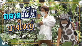 5 ต้นไม้แต่งห้องนอน | อาสาพาไปหลง