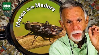 Mosca de la madera - Entre insectos y bichos - Río Verde