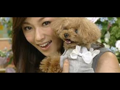 深田恭子さん インスタで人気の メロンパンナ ちゃん溺愛 芸能人の飼っている愛犬のまとめ１ Youtube