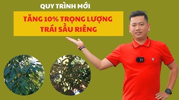 Quy trình mới tăng 10% trọng lượng trái sầu riêng | Nông Nghiệp Tây Nguyên TKA