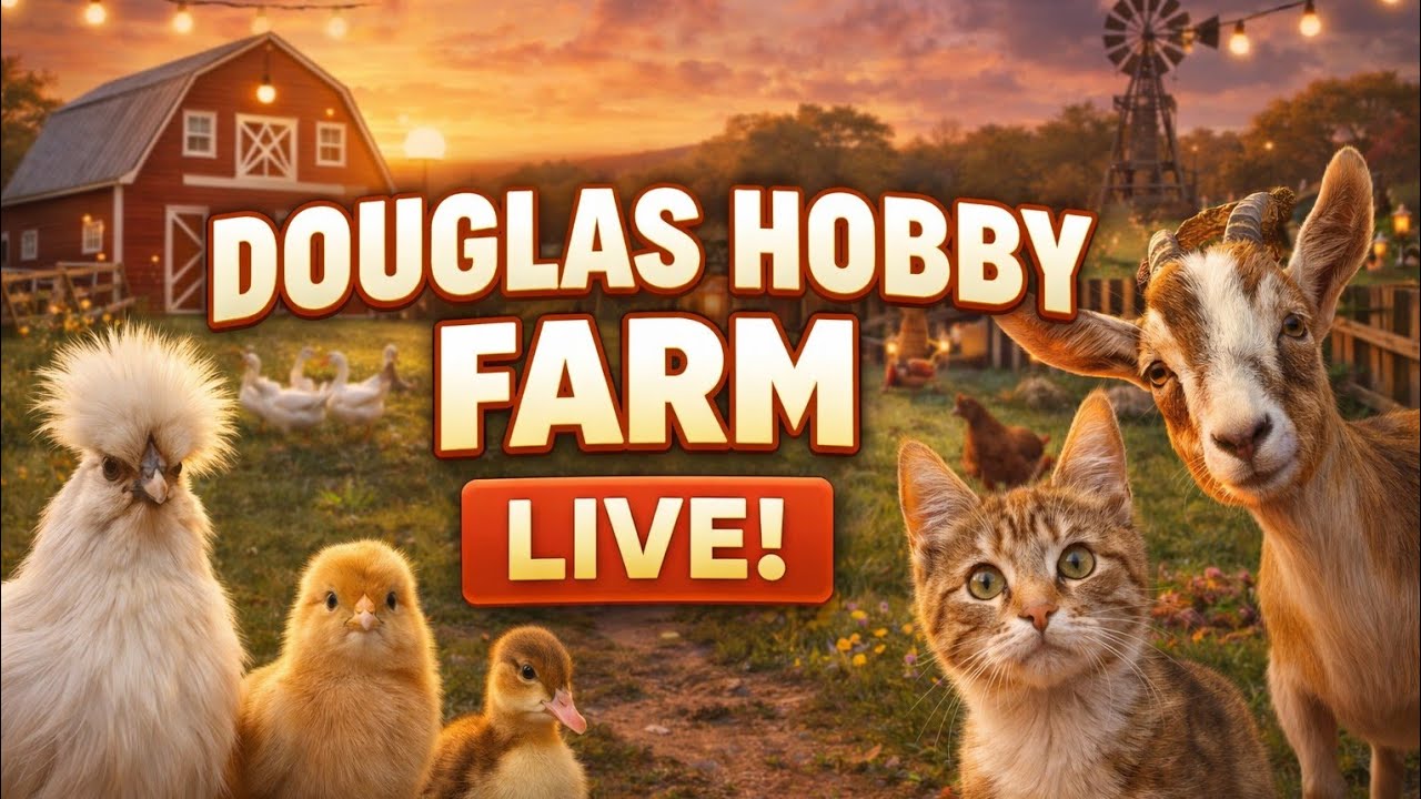 Friday Matineè / Chicken Coop Cam LIVE