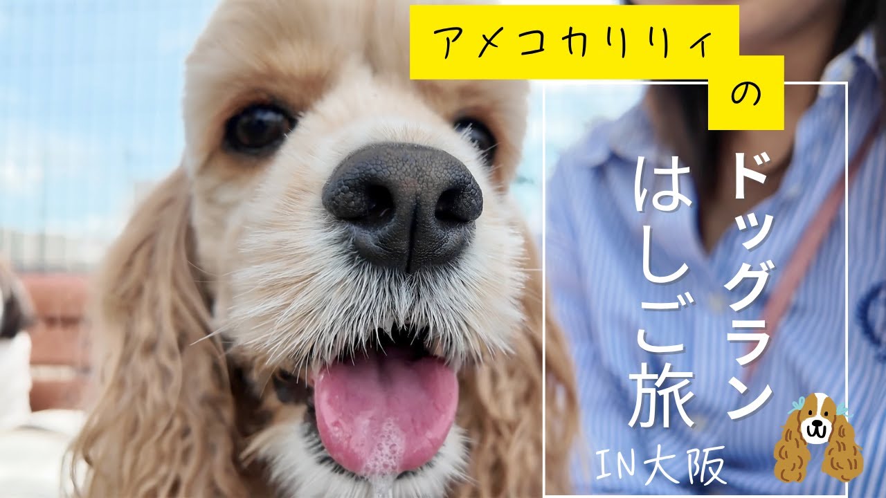 【大阪】ドッグランはしご旅