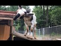 Goat pen and shelter