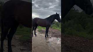 yegua importada #valdeolivas #caballos #rancho