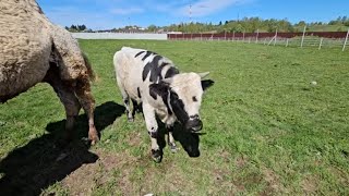 Бычок Миша растёт не по дням а по часам. ПАРК ЗЕМЛЯ ПРАЙДА 🌿