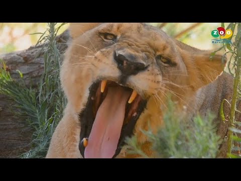 Los leones del zoo de Barcelona dan positivo por COVID-19