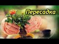 Пересадка комнатной розы. Как и когда нужно пересаживать декоративную розу!