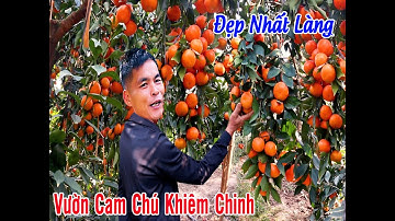 VƯỜN CAM ĐẸP NHẤT LÀNG CHỂ  ĐƯỢC CHUYỂN ĐỔI TỪ CÂY BƯỞI DIỄN