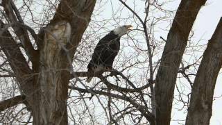 P1060818  12-1-2015  Bald Eagle