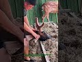 마취 후 사슴 뿔 관리! 사슴을 위한 배려