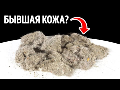 Видео: Пыль – это в основном омертвевшая кожа?