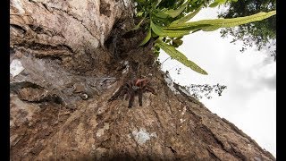 Caribena versicolor in nature ( Martinique )