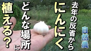 自然農法　ニンニク　コンパクト　自然栽培 mqdefault.jpg