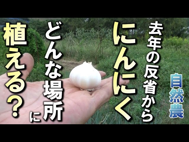 自然農法　ニンニク　コンパクト　自然栽培 sddefault.jpg