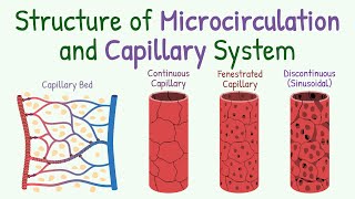 Structure of Microcirculation and Capillary System