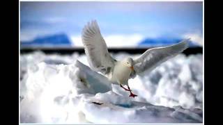 Bisikandiharinatalmp4