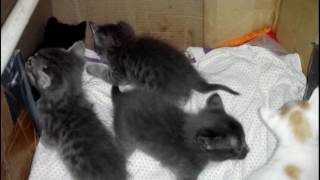 Котята снова - отдам в хорошие руки Котята снова - отдам в хорошие руки