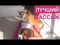 Сэдди 7 Месяцев! Таффи радуется, что папа его забрал в гости😍 09.05.20 Vlog