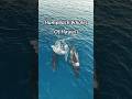 The beautiful humpback whales off the coast of Maui Hawai'i, a beautiful sight each winter!