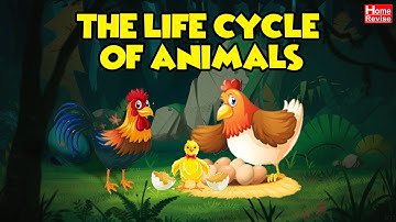 The Life Cycle of Animals | Class 4 | EVS I | English Medium | Maharashtra State Board