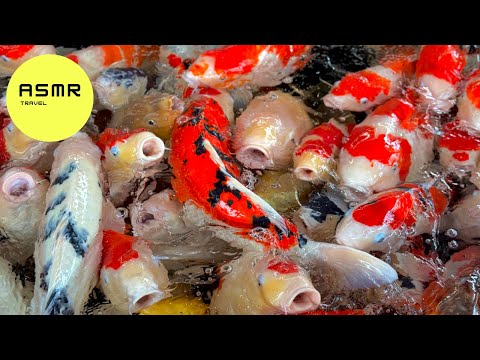 Traveling Japan's BEST Koi Fish Park🐠 and eating CRAZY RAMEN 🍜| Tokyo - Niigata