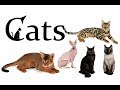 Cat Breeds. Maine Coon,Sphynx,Siberian,Siamese,Bengal,Angora,American Bobtail,Persian,...