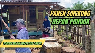 Panen singkong depan pondok kebun,pondok semakin kemas dan cantik