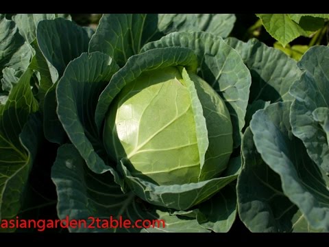 Video: Heat Tolerant Cabbages: Lub Tswv Yim Rau Kev Loj Hlob Charleston Wakefield Cabbage Plants