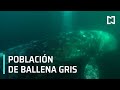 Ballena gris en Baja California Sur | Monitoreo de la ballena gris - Sábados de Foro