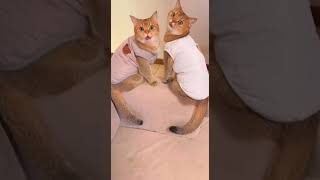 Download Lagu Funny cute cat  12 #animals #cat #cutecat #cutie #funny #funnycats #love #lovecats #lovelycats #pets MP3