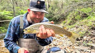 Day 3 IN The High Country featuring Blake by Noojee Bushgoods 677 views 3 months ago 11 minutes, 32 seconds