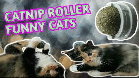 Catnip Roller Funny Cat