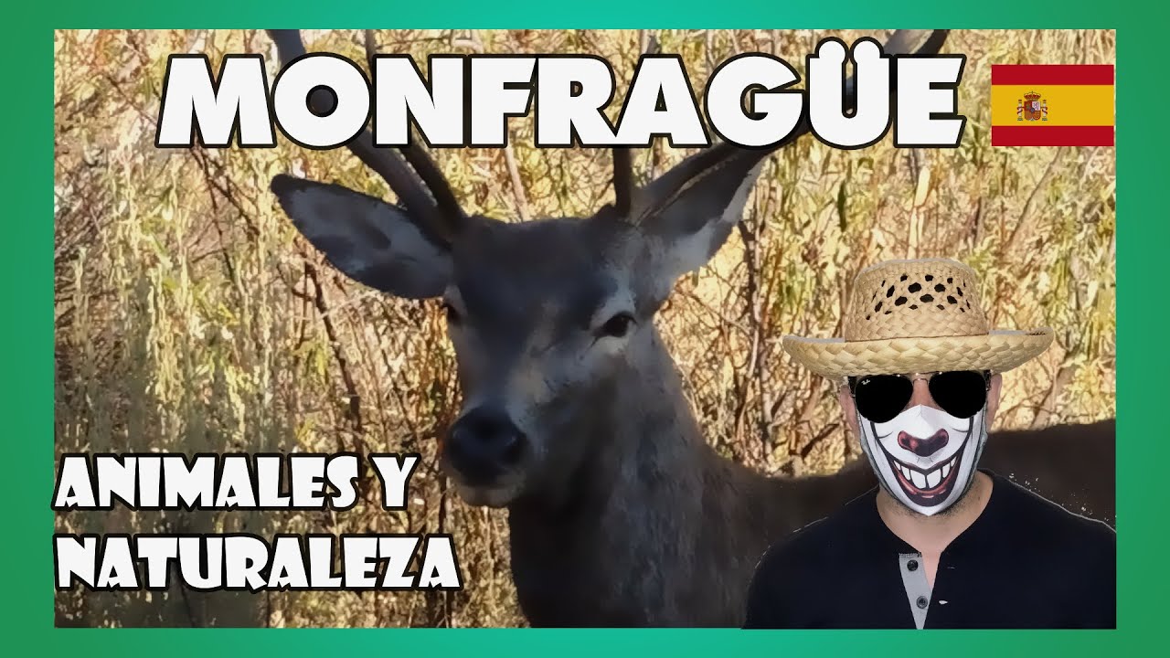 🇪🇦 CIERVOS en el Parque Nacional de MONFRAGÜE - Extremadura, España