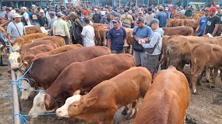 Download Lagu TERPANTAU FULL‼️HARGA MULAI 8 JUTA'AN || UPDATE HARGA PEDET JANTAN || PASAR SAPI GUYANGAN NGANJUK | MP3