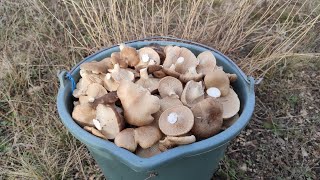 Грибы степная вешенка или однобочки не заканчиваются, грибы Крыма 2023, осенний сбор грибов 2023