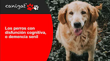 ¿Cómo empieza la demencia senil en perros?