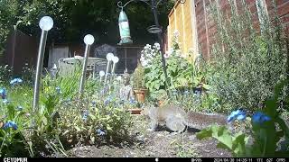 Squirrel  30th April 2024