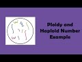 Understanding Haploid Number, Ploidy, and Chromosome Replication