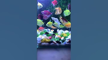 Fish / Cá vàng bơi/ Cá cánh buồm #aquarium #cávàng #concá #thủysinh