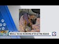 Malnourished dog 'Miracle' responding well to treatment, officials say