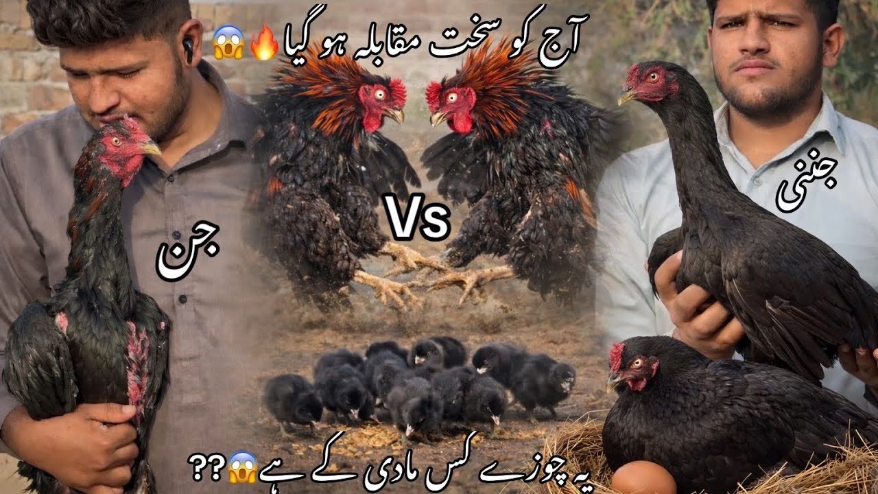 Ahar Kon jita g 😱// Aj to sahat mukabla ho gia h🔥// Jin vs jinni 