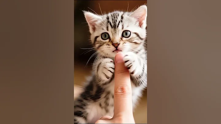 Video 10167571: tiny american shorthair kitten, american shorthair kittens playing, adorable american shorthair kitten, baby american shorthair, curious kitten, cutekitten