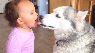 Funny Dogs Kissing Babies   Funny Baby Compilation Videos 2022